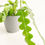 Thumbnail: Franky, Fishbone Cactus