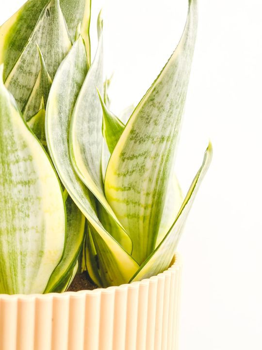 Thumbnail: Dennis, Sansevieria Laurentii Dwarf