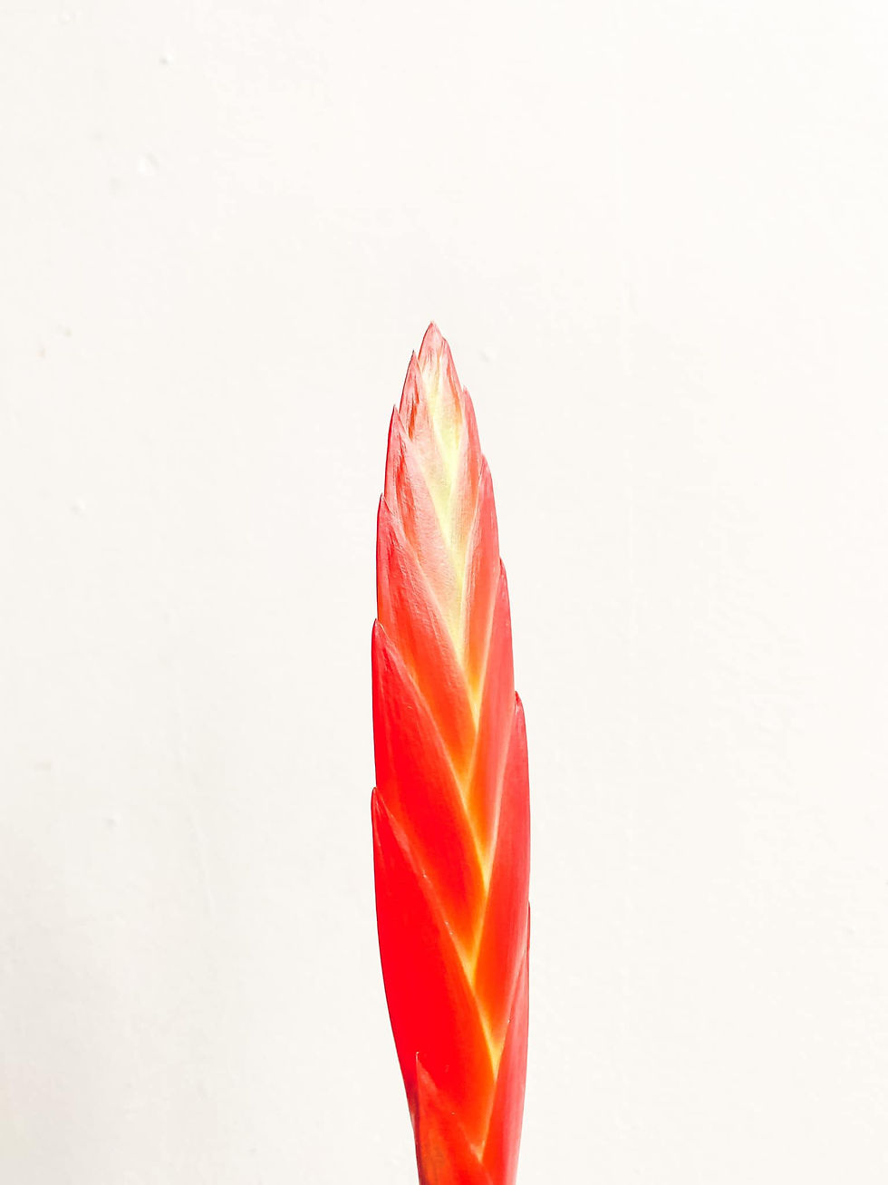 Thumbnail: Erin, Vriesea Era