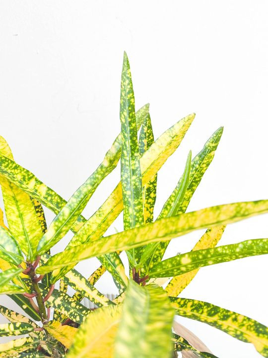 Thumbnail: Gabriella, Codiaeum Gold Star - Small