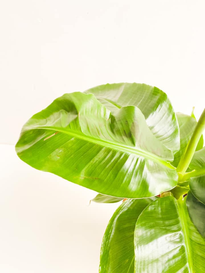 Thumbnail: Theo, Musa Tropicana