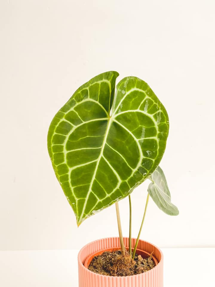 Thumbnail: Clarence, Anthurium Clarinervium