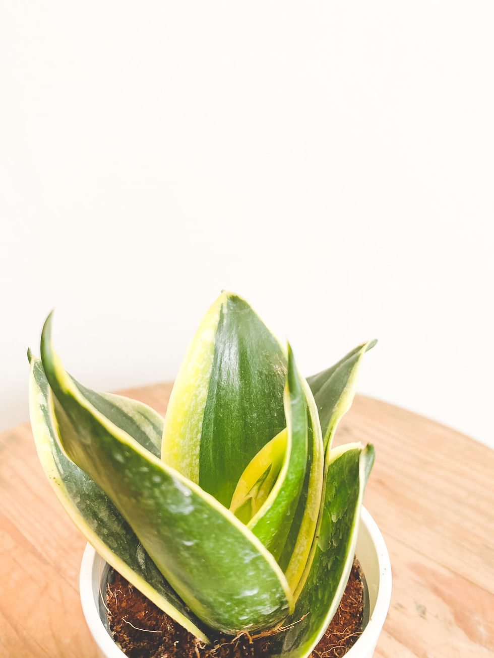 Thumbnail: Hector, Sansevieria Trifasciata Hahnii