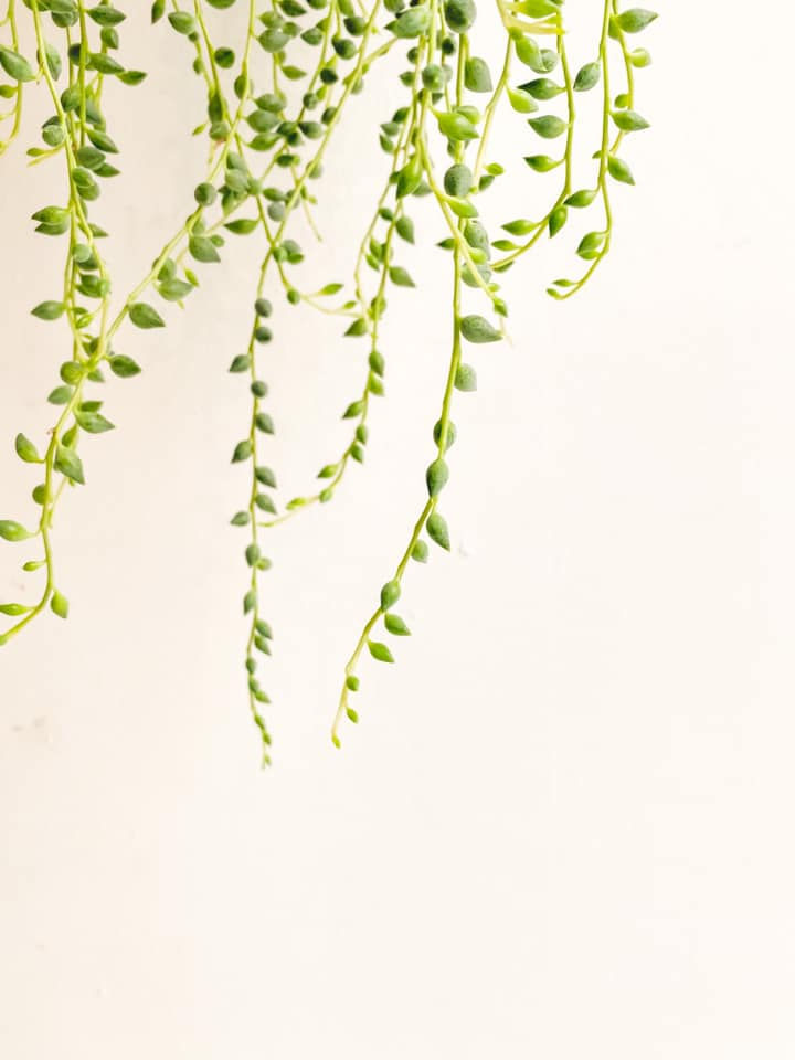 Thumbnail: Britton, String of Beads