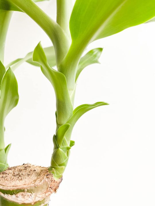 Thumbnail: Stuart, Dracaena Steudneri