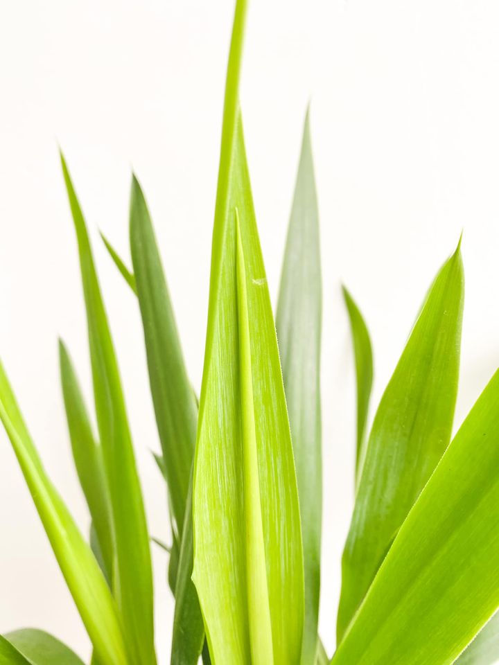 Thumbnail: Gregorio, Yucca Gigantea