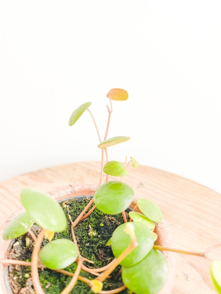 Thumbnail: Piper, Peperomia Pepperspot