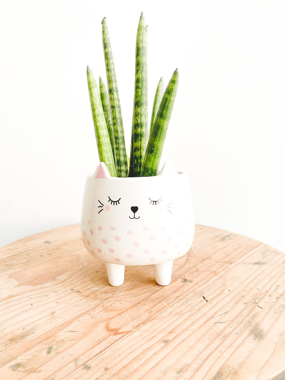 Thumbnail: Mini Cat Ceramic Pot