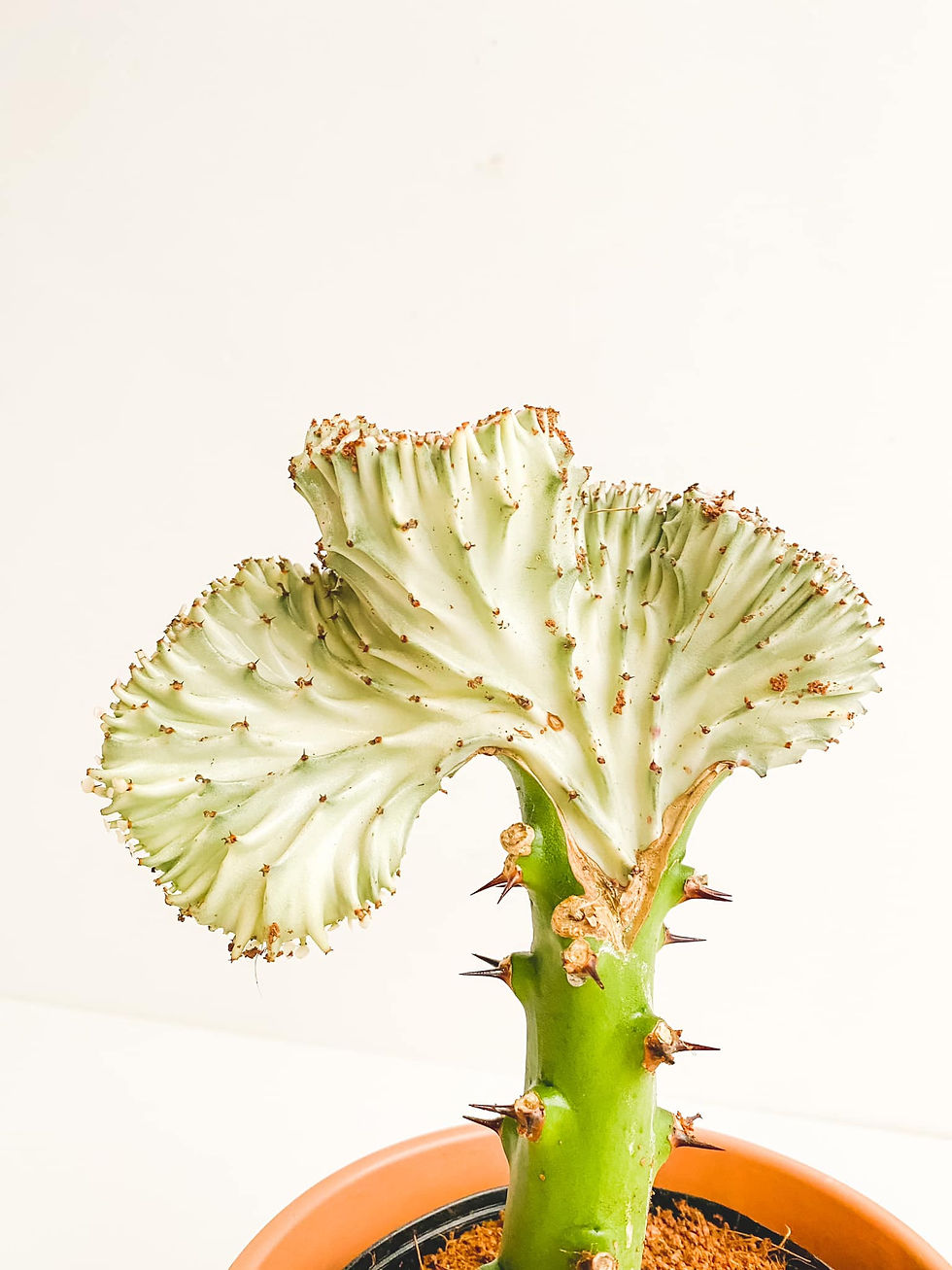 Thumbnail: Krystina, Euphorbia Lactea Cristata