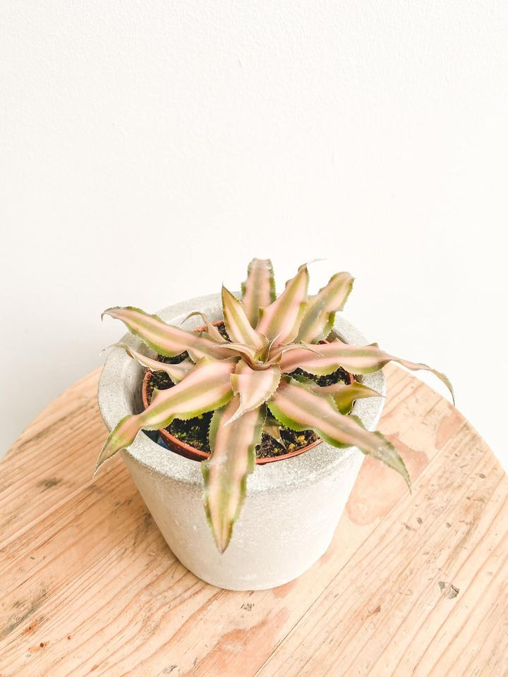 Thumbnail: Emry, Cryptanthus Earth Star