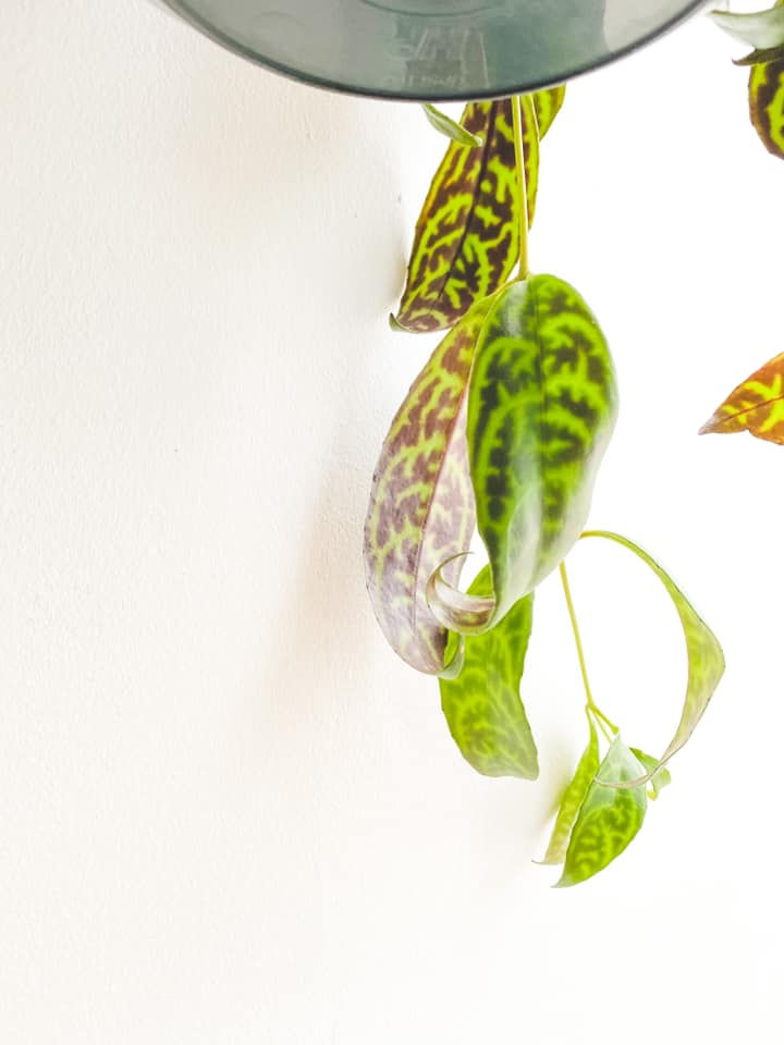 Thumbnail: Zelda, Zebra Basket Vine