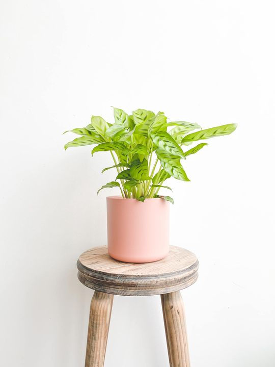Thumbnail: elho b.for Soft Round Pot - Delicate Pink