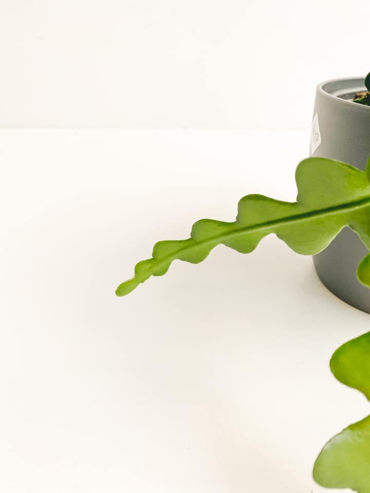 Thumbnail: Franky, Fishbone Cactus