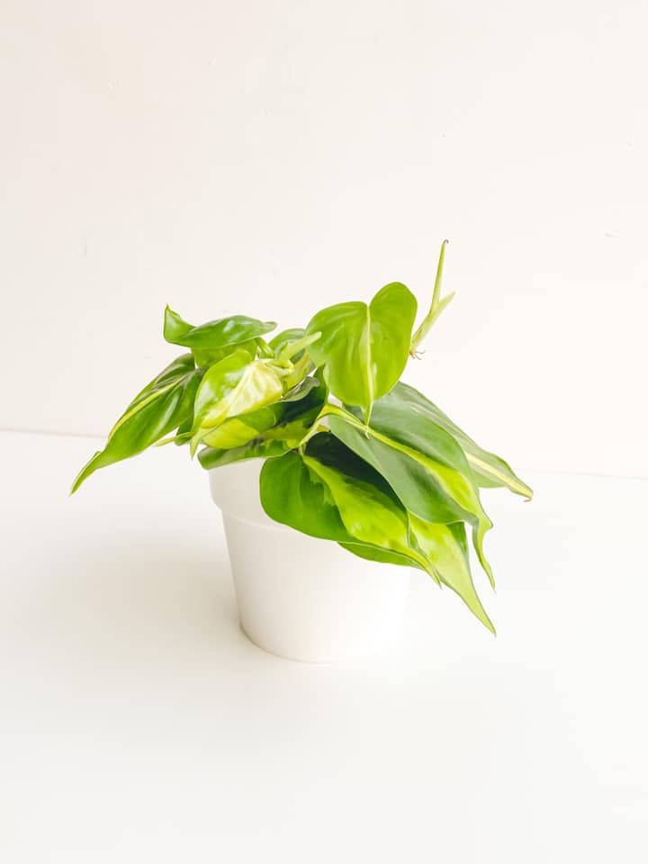 Thumbnail: Brett, Philodendron Brasil