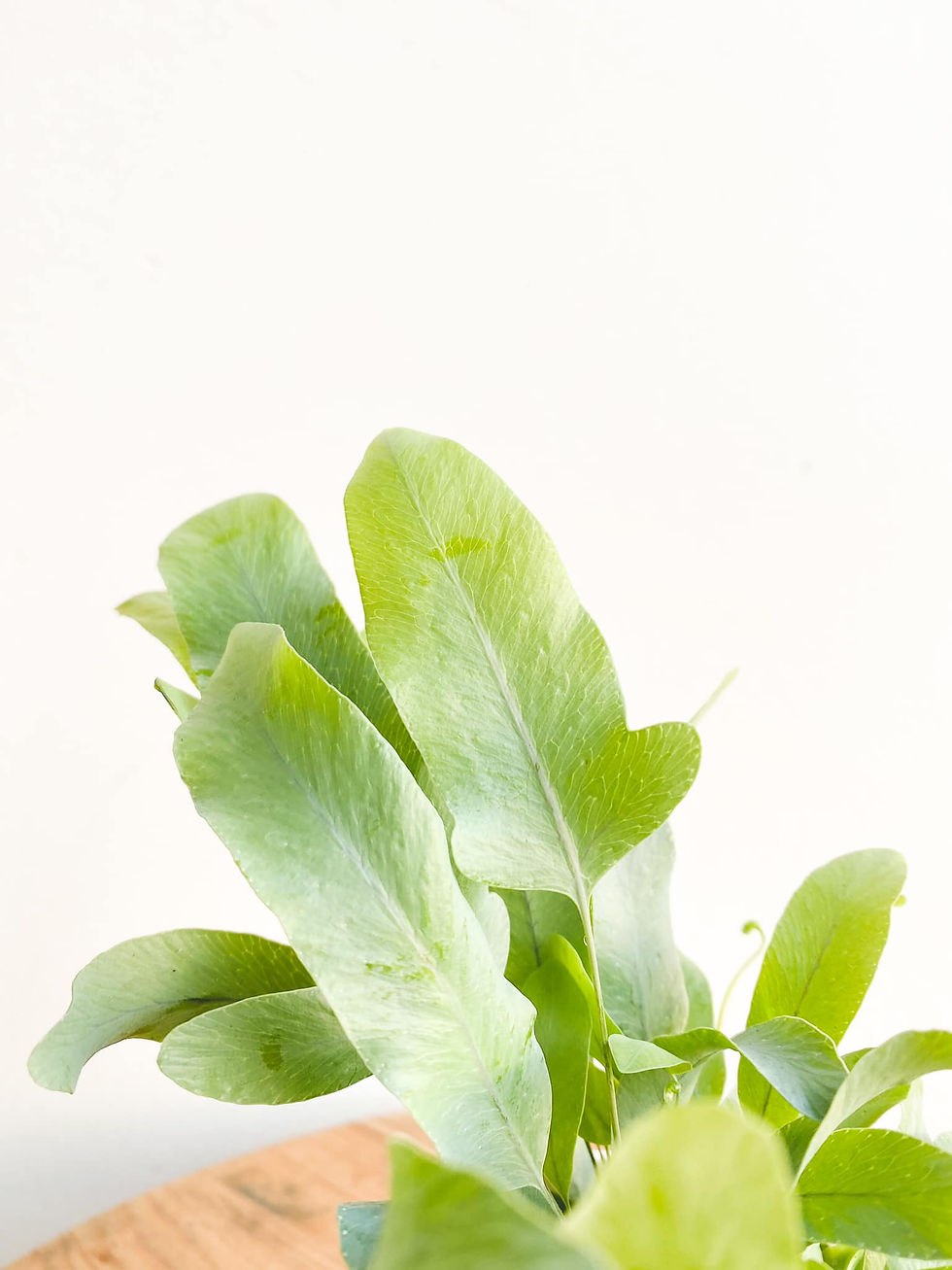 Thumbnail: Brad, Blue Star Fern