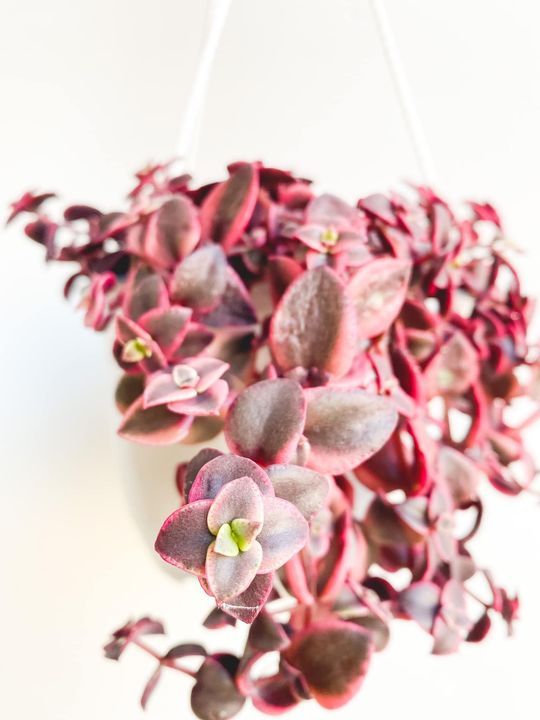 Thumbnail: Marge, Crassula Marginalis