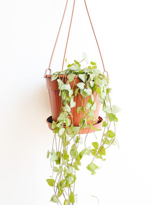 Thumbnail: Spencer, String of Spades 