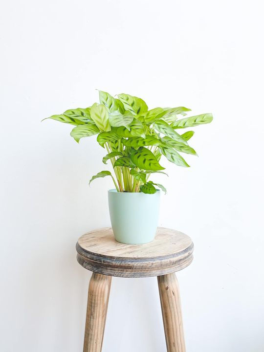 Thumbnail: elho Brussels Pot - Mint