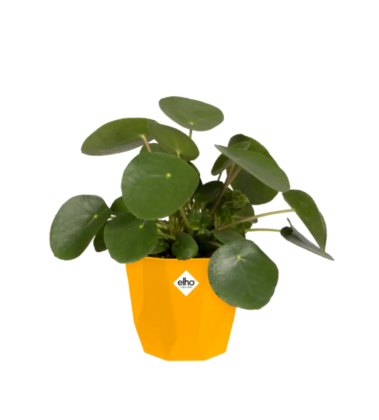 Thumbnail: elho b.for Rock Pot - Ochre