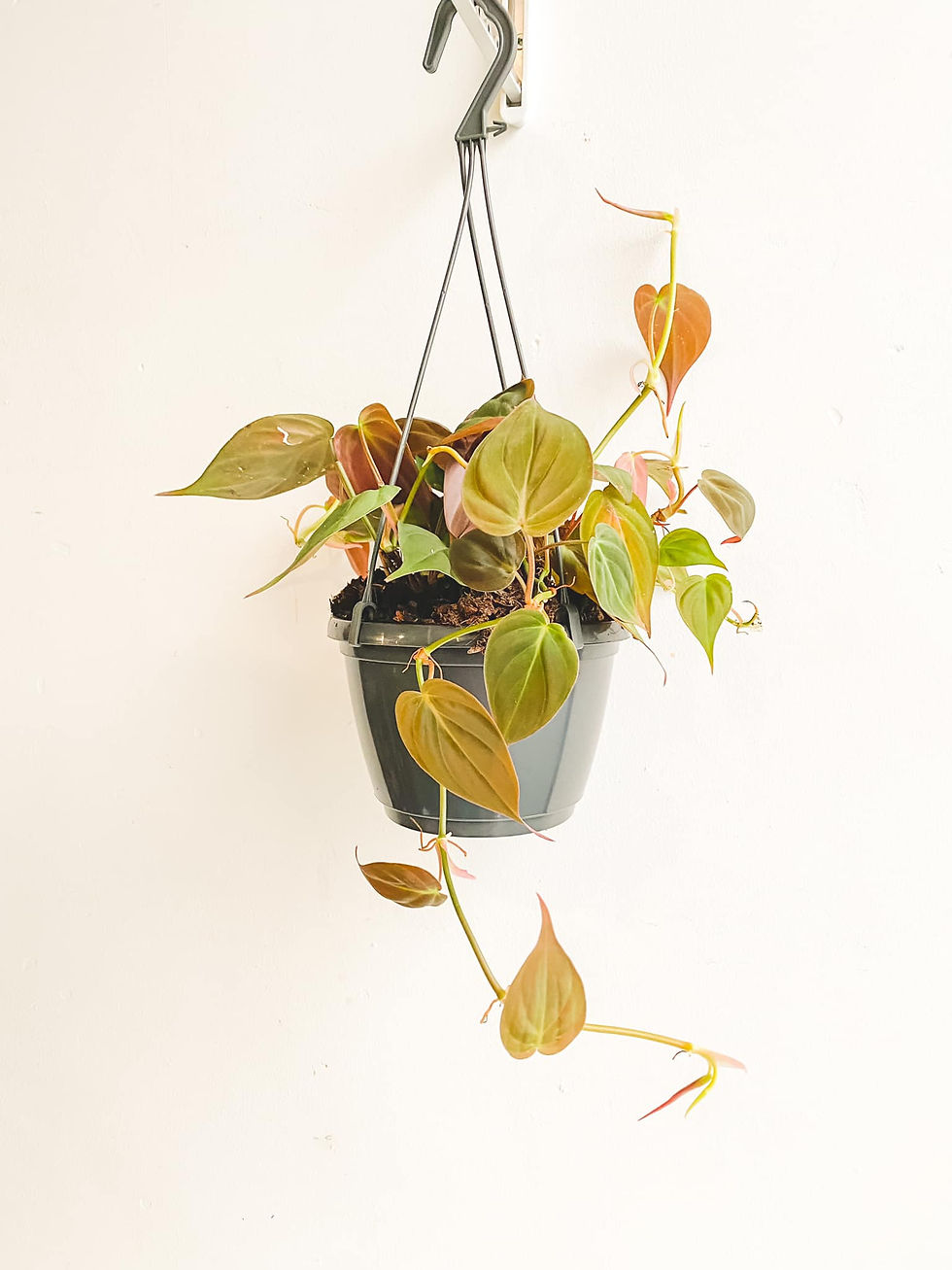 Thumbnail: Manny, Philodendron Micans