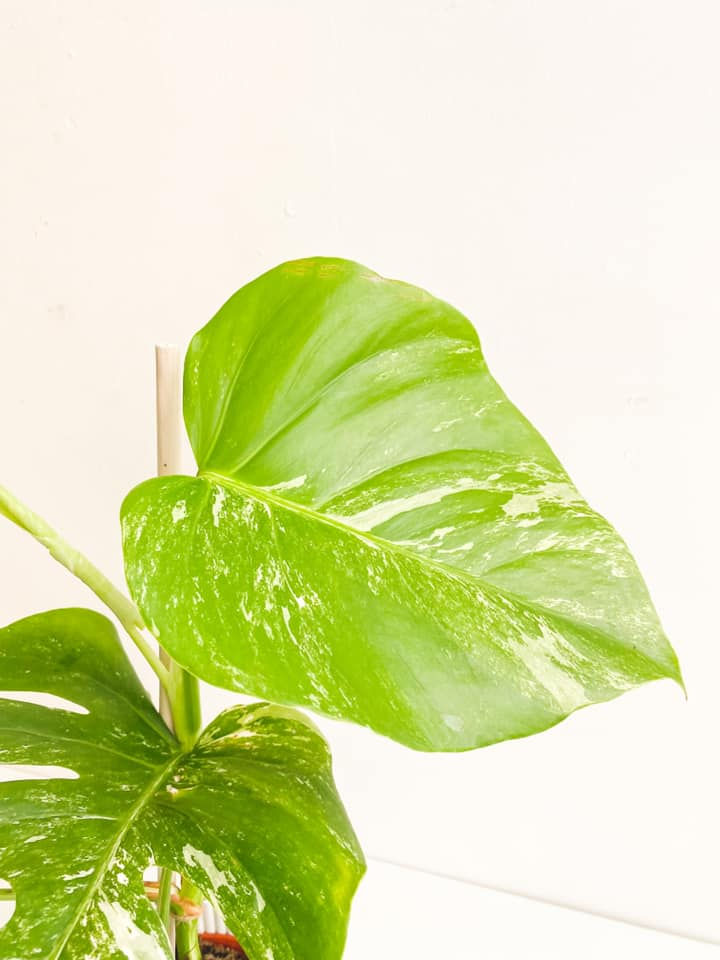 Thumbnail: Gromit, Monstera Albo Variegata (Grade B)