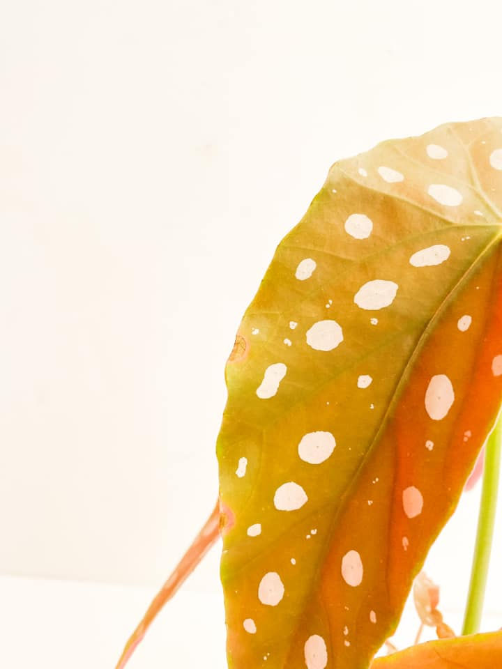Thumbnail: Perfectly Imperfect, Begonia Maculata Polka Dot