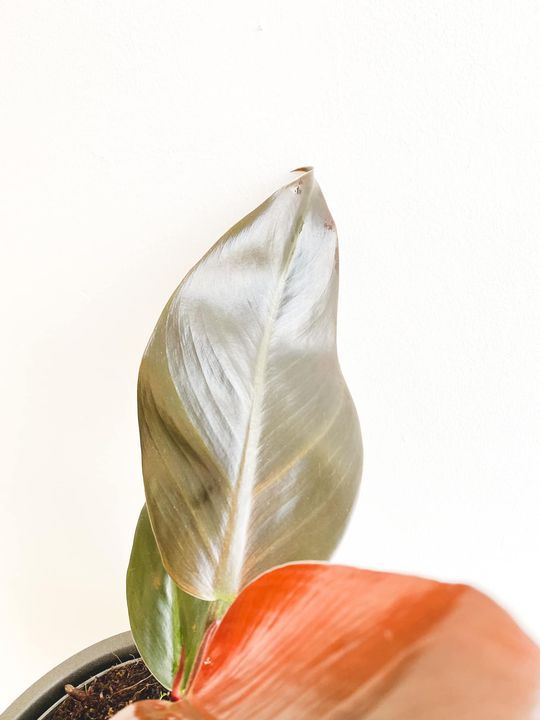 Thumbnail: Isabelle, Philodendron Imperial Red