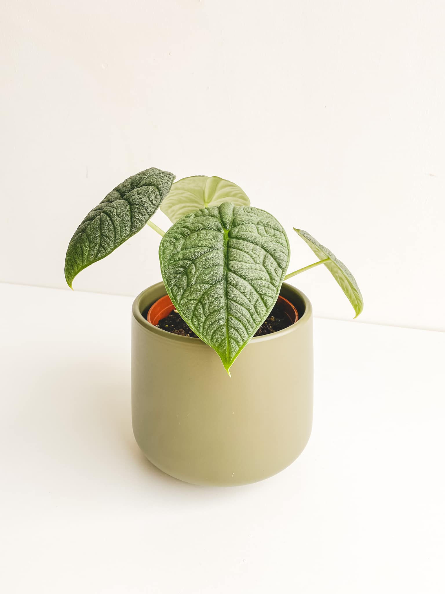 Maverick, Alocasia Melo