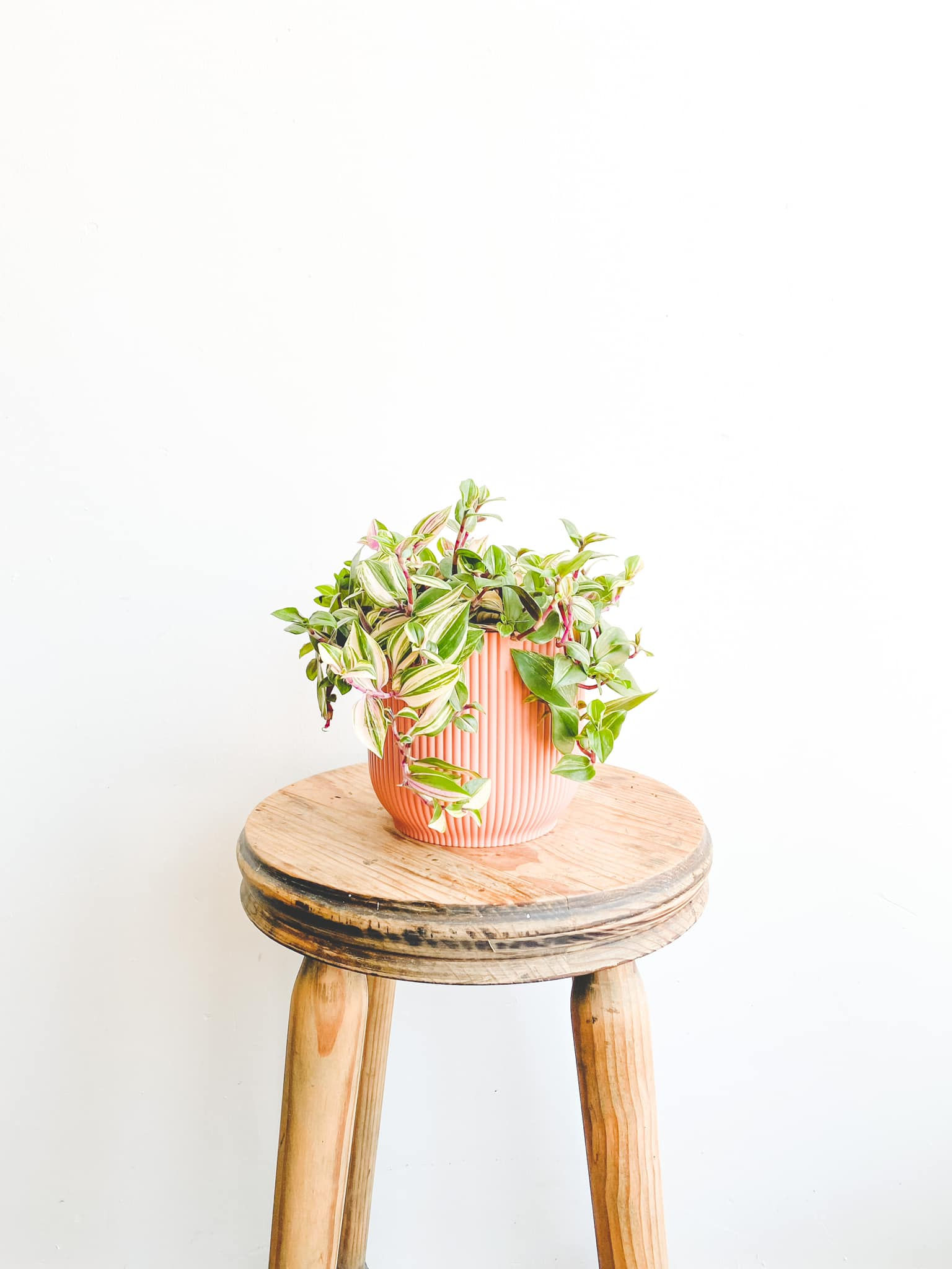 Qiana, Tradescantia Quadricolor