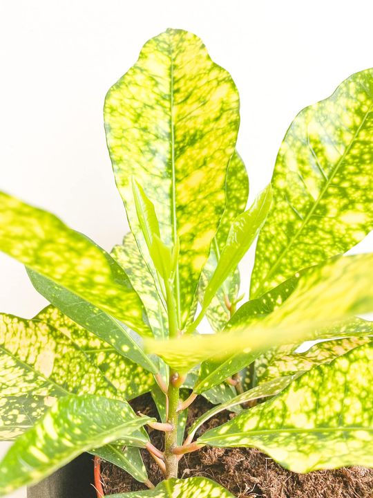 Thumbnail: Gwen, Codiaeum Gold Sun