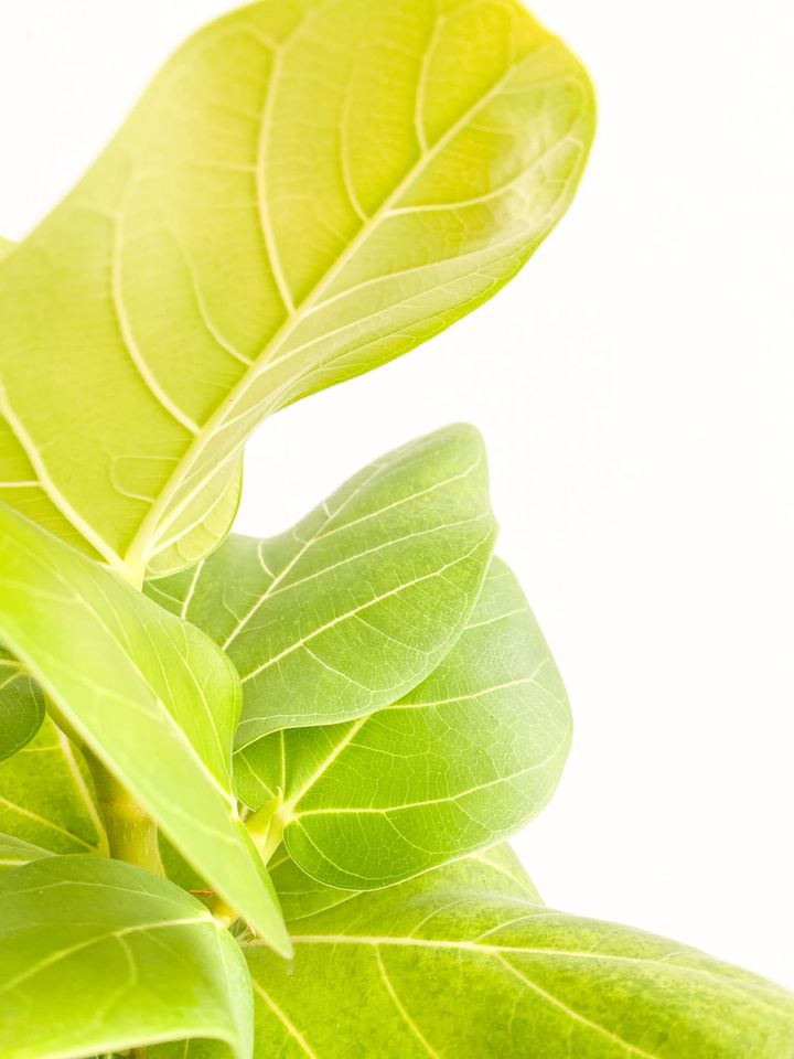 Thumbnail: Bennett, Ficus Benghalensis Sunshine