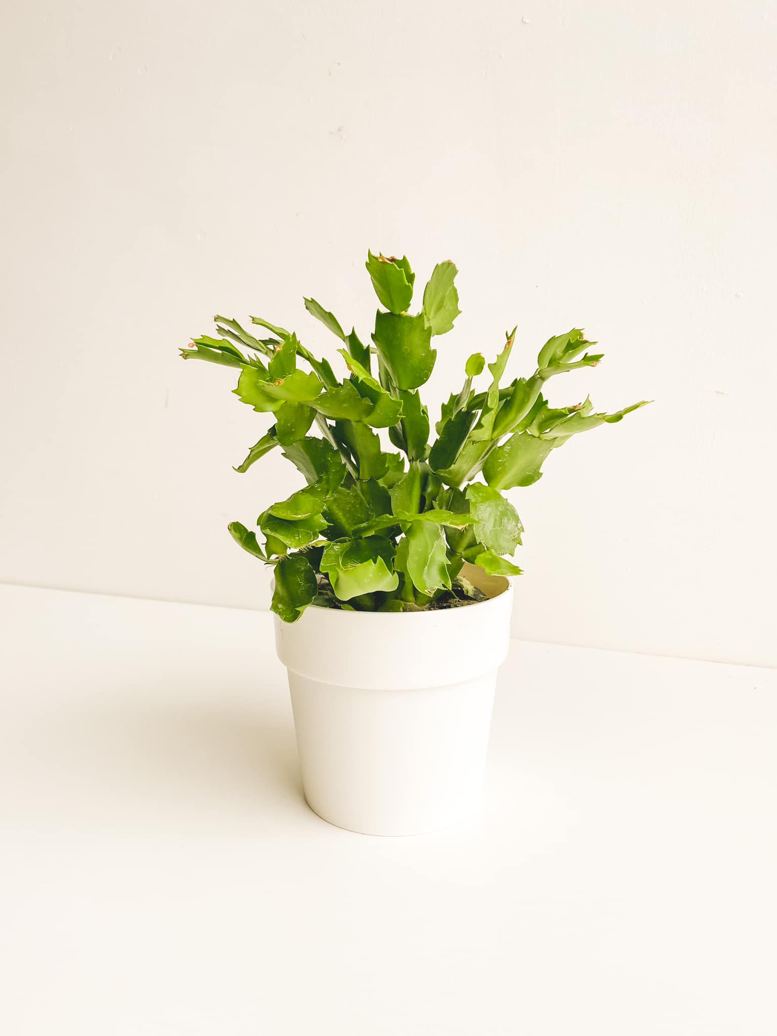 Perfectly Imperfect, White Christmas Cactus