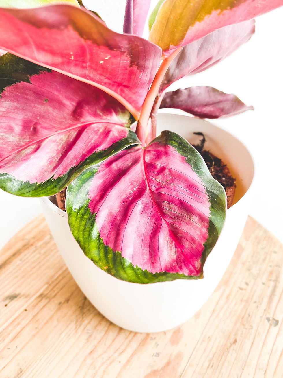 Thumbnail: Rosalia, Calathea Roseopicta Rosy