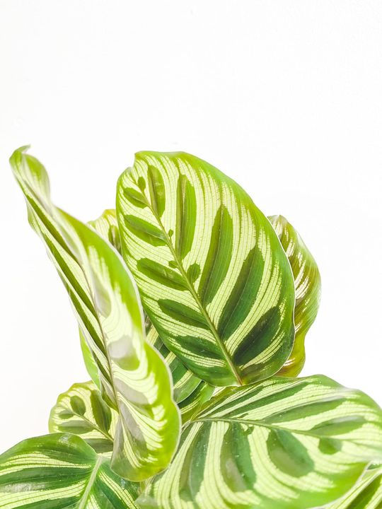 Thumbnail: Mikayla, Calathea Makoyana