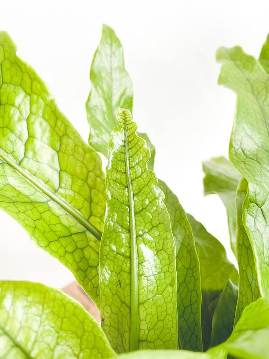 Thumbnail: Carlos, Crocodile Fern