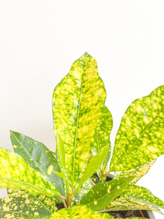 Thumbnail: Gwen, Codiaeum Gold Sun