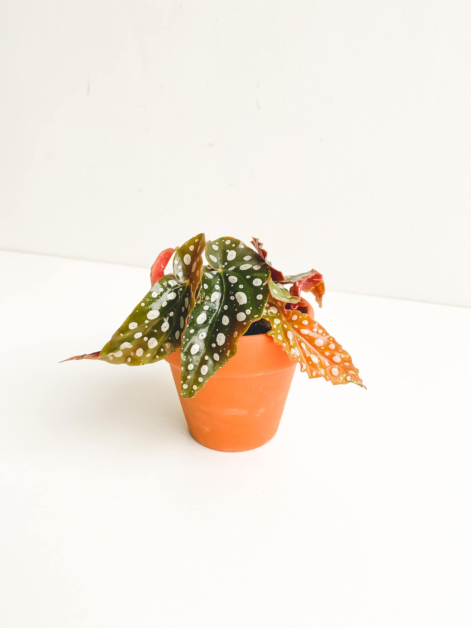 Billie, Baby Begonia Maculata Polka Dot