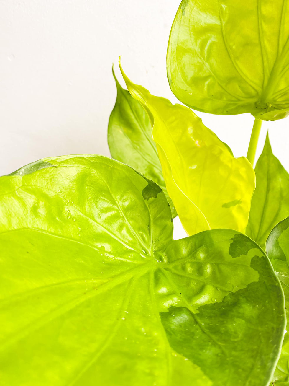 Thumbnail: Gavin, Alocasia Golden Cucullata