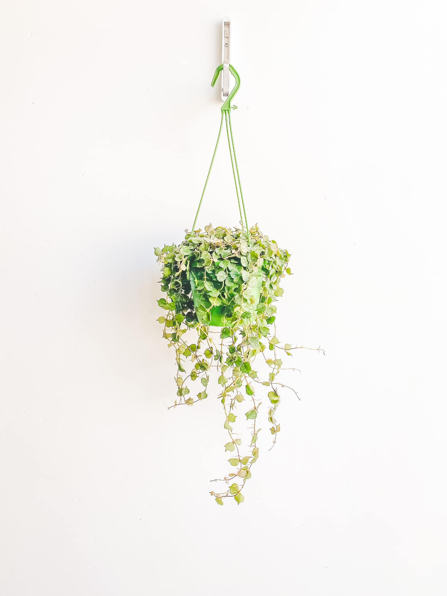 Curtis, Hoya Curtisii