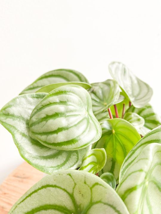 Thumbnail: Wendy, Watermelon Peperomia