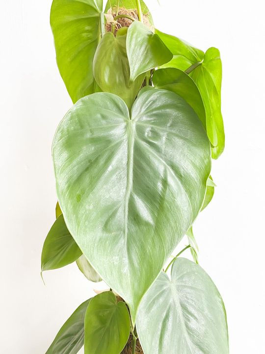 Thumbnail: Scott, Philodendron Scandens Climber
