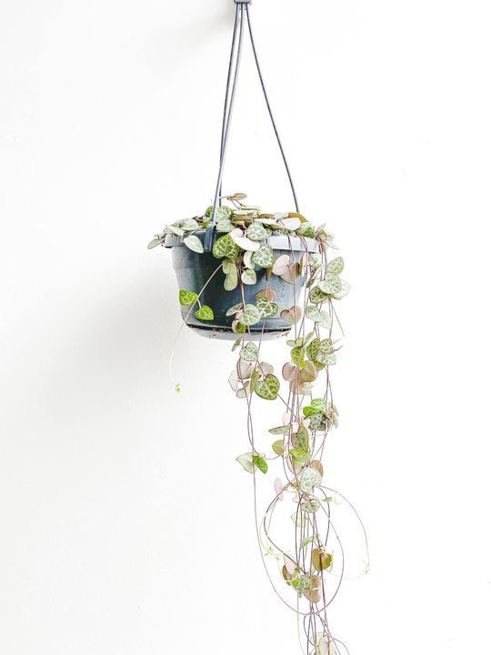 Thumbnail: Hetty, String of Hearts