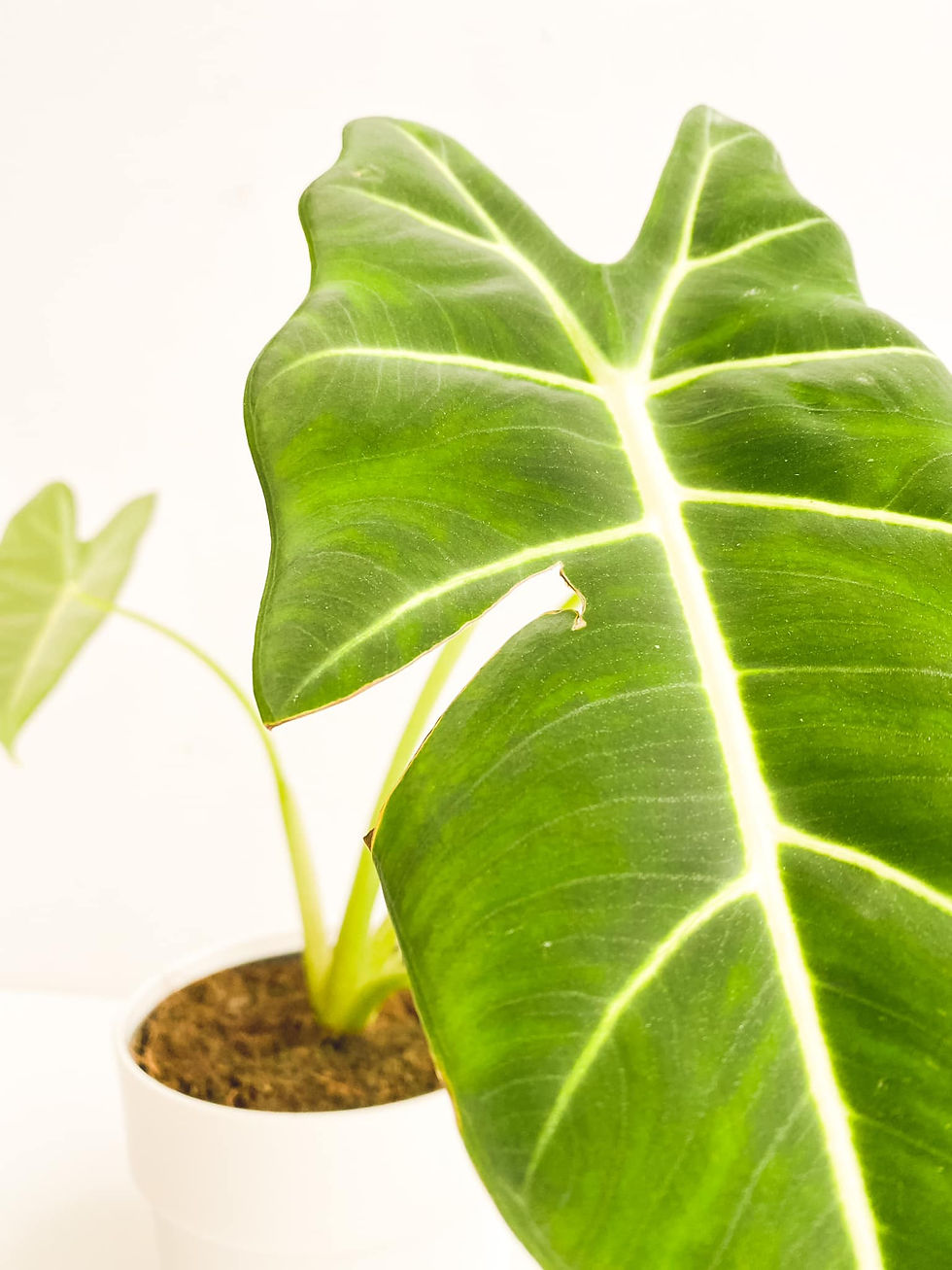 Thumbnail: Perfectly Imperfect, Alocasia Frydek