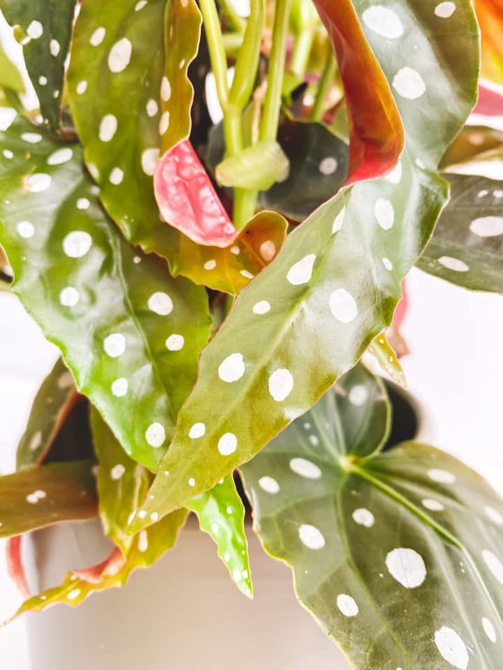Thumbnail: Billie, Begonia Maculata Polka Dot