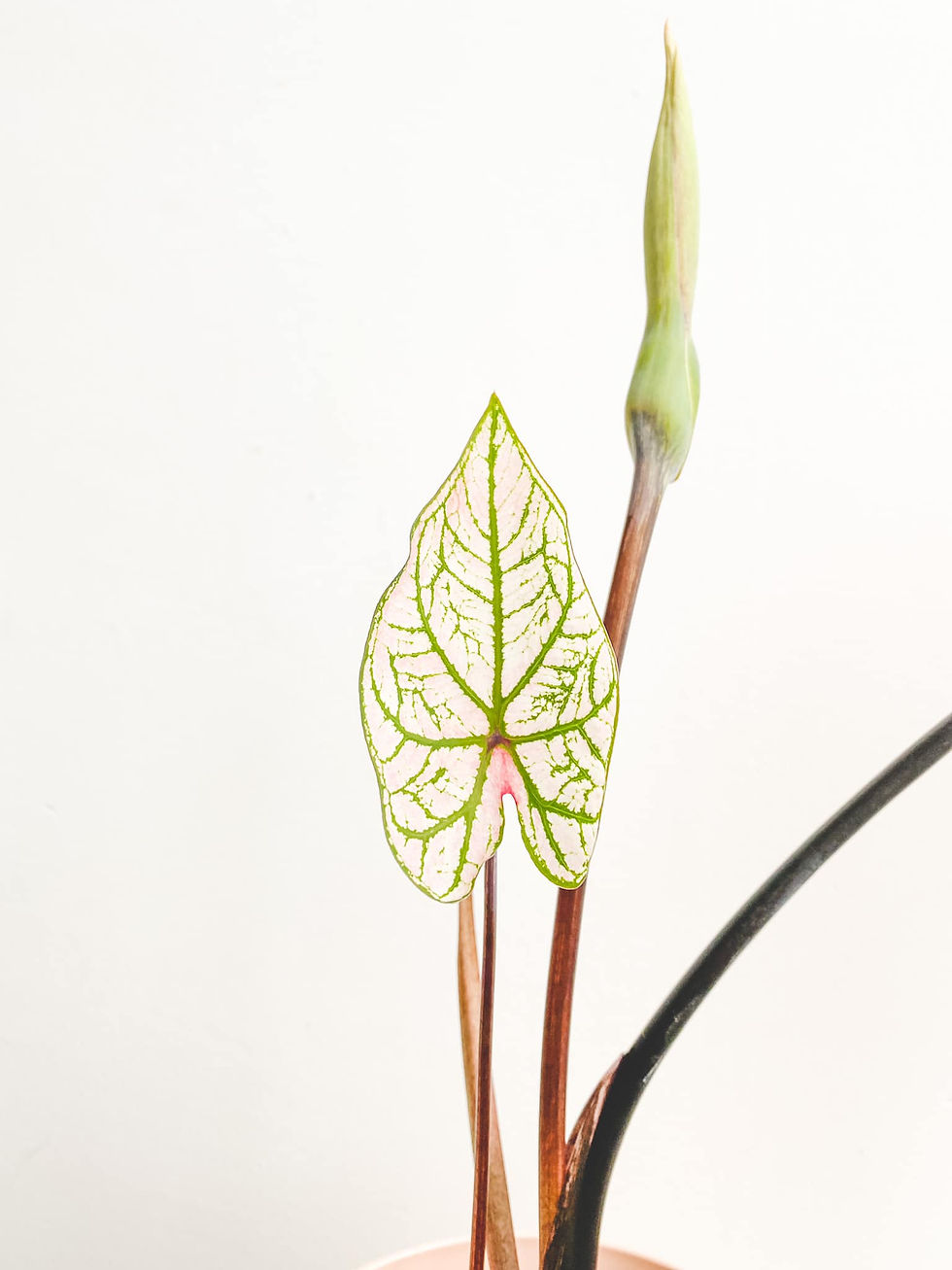 Thumbnail: Sapphire, Caladium Snow Drift