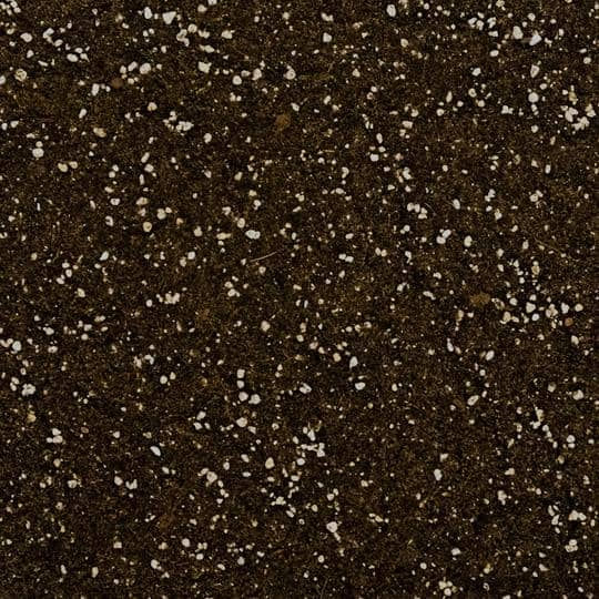 Thumbnail: Soil Ninja Premium Fern Blend