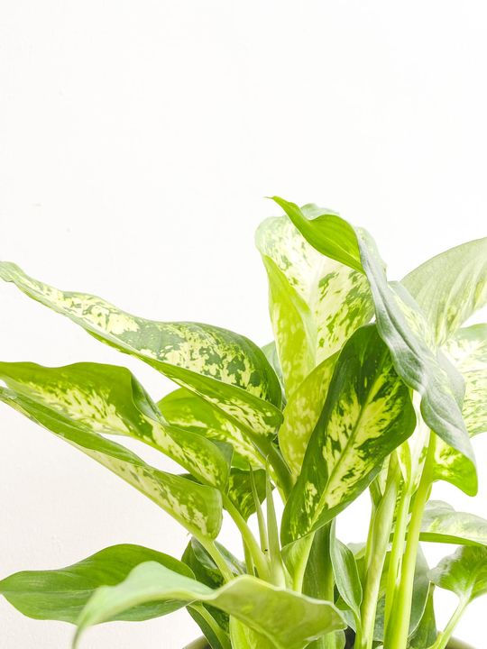 Thumbnail: Caleb, Dieffenbachia Compacta - Small