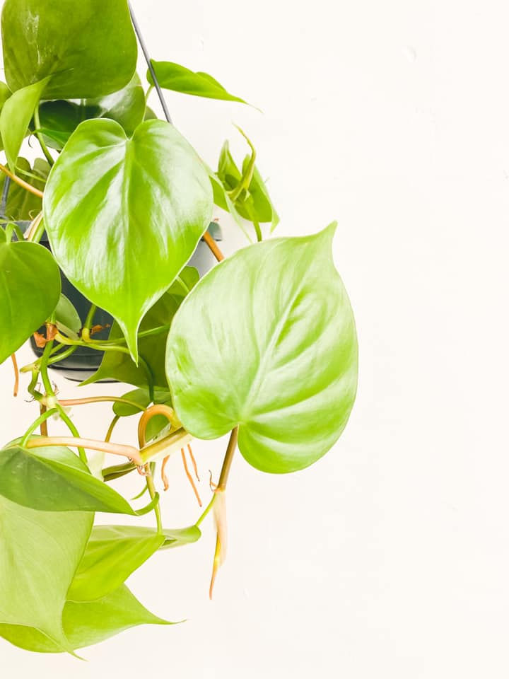 Thumbnail: Scott, Philodendron Scandens