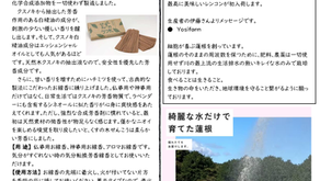 【NO.1248】くすのきせんこう よしファームレンコン