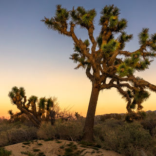 Joshua Tree at Twilight